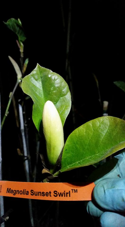 Magnolia 'Sunset Swirl' Bleuwood Nursery