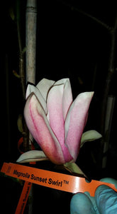 Magnolia 'Sunset Swirl'