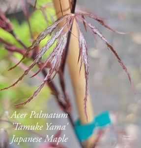 Acer Palmatum ‘Tamuke Yama’ Red Japanese Maple