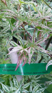 Acer Palmatum 'Uki Gumo' Floating Cloud Japanese Maples