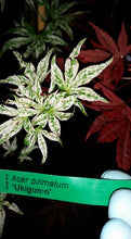 Acer Palmatum 'Uki Gumo' Floating Cloud Japanese Maples