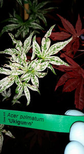 Acer Palmatum 'Uki Gumo' Floating Cloud Japanese Maples