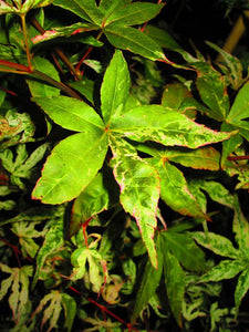 Acer Palmatum 'Uki Gumo' Floating Cloud Japanese Maples