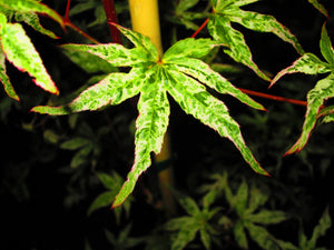 Acer Palmatum 'Uki Gumo' Floating Cloud Japanese Maples