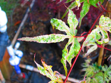Acer Palmatum 'Uki Gumo' Floating Cloud Japanese Maples