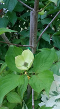 Cornus 'Venus' Dogwood