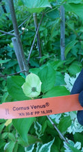 Cornus 'Venus' Dogwood