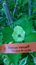 Cornus 'Venus' Dogwood