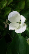 Cornus 'Venus' Dogwood