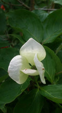 Cornus 'Venus' Dogwood