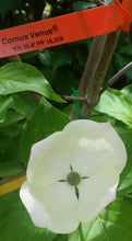 Cornus 'Venus' Dogwood