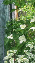 Cornus 'Venus' Dogwood