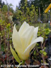 Magnolia 'Elizabeth'