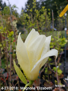Magnolia 'Elizabeth'