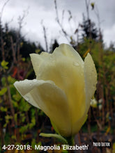 Magnolia 'Elizabeth'