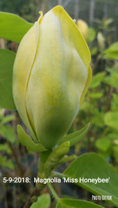 Magnolia 'Miss HoneyBee'