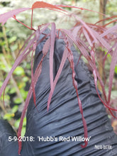 Acer Palmatum 'Hubbs Red Willow'  Japanese Maples