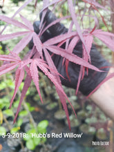 Acer Palmatum 'Hubbs Red Willow'  Japanese Maples