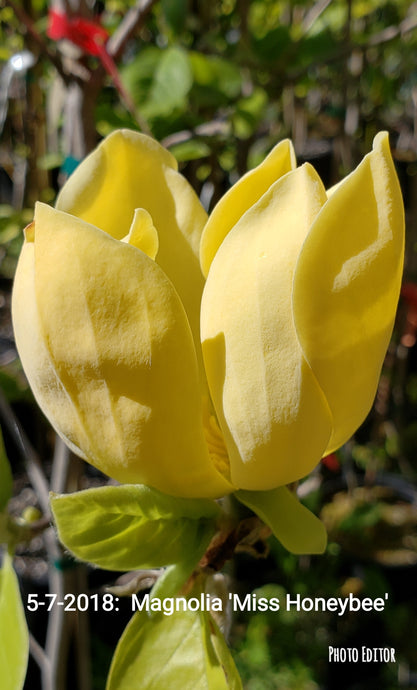 Magnolia 'Miss HoneyBee'