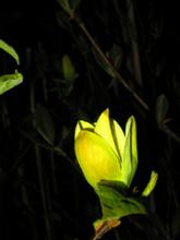 Magnolia 'Yellow Bird'