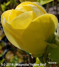 Magnolia 'Yellow Bird'