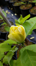 Magnolia 'Yellow Bird'