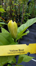 Magnolia 'Yellow Bird'