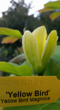 Magnolia 'Yellow Bird'