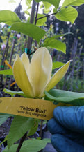 Magnolia 'Yellow Bird'