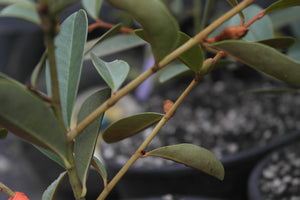 Magnolia laevifolia 'Warm Fuzzies' Evergreen