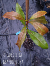 X Gordlinia grandiflora- 'X Gordlinia' grandiflora Tree in Other Varieties