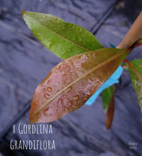 xGordlinia- 'xGordlinia' grandiflora Tree in Other Varieties
